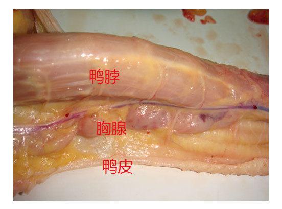 鸭脖图片，图片来源于知乎