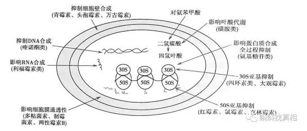 藿香正气水和头孢一起服用会产生剧毒吗？